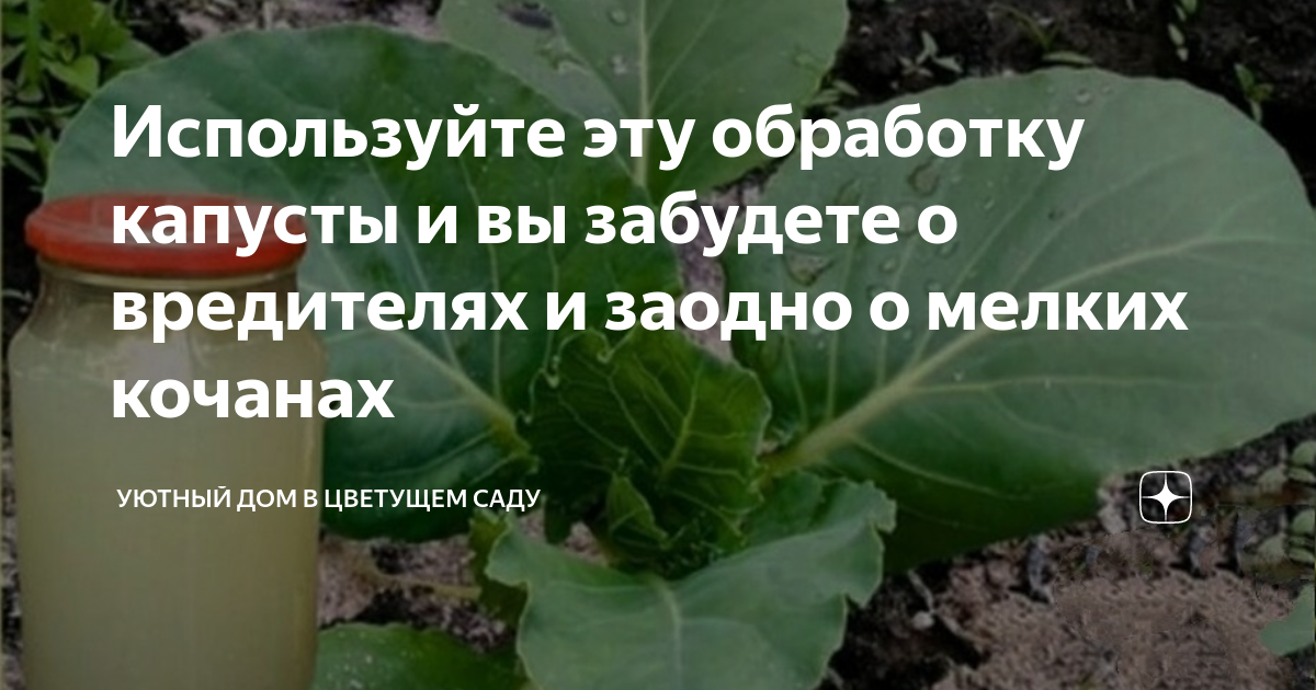Используйте эту обработку капусты и вы забудете о вредителях и заодно о ...