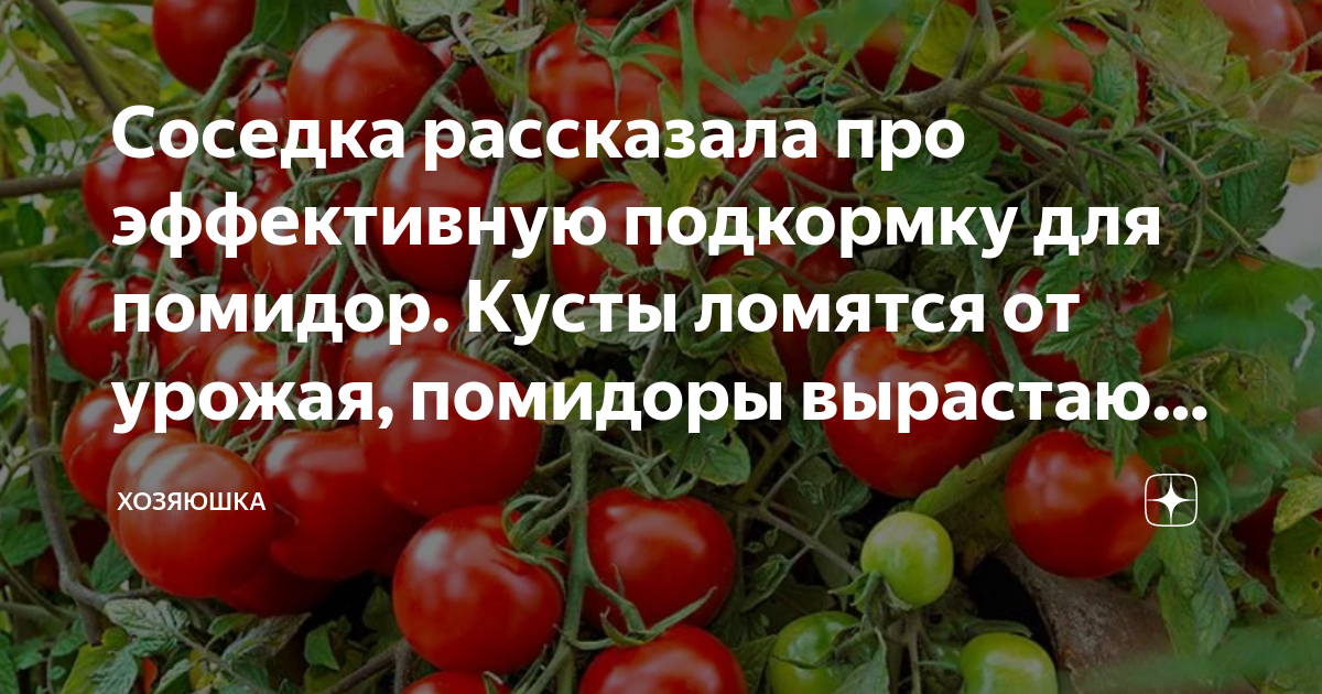 Соседка рассказала про эффективную подкормку для помидор. Кусты ломятся ...