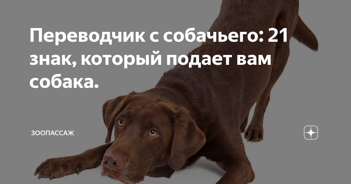 Переводчик с собачьего: 21 знак, который подает вам собака. | ЗооПассаж ...