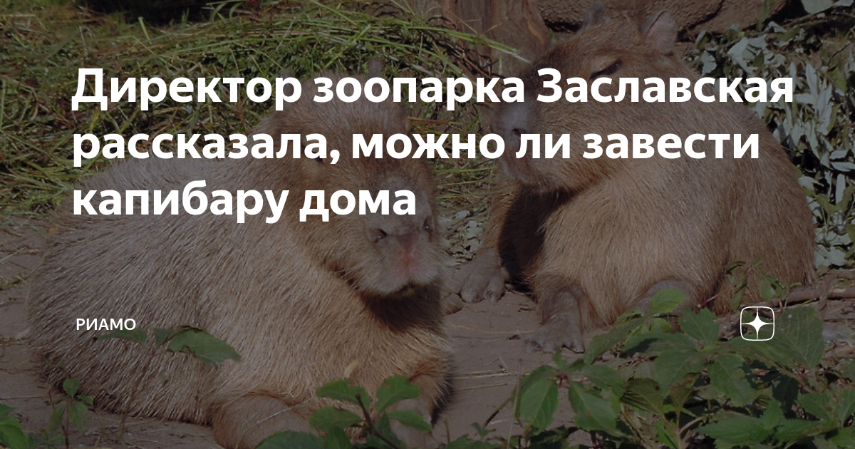Директор зоопарка рассказал сколько рублей в день. Контактный зоопарк с капибарами. Поленц светлана екатеринбурге. Директор зоопарка рассказал сколько в день. Сколько рублей в среднем тратится в день на питание одной акулы.