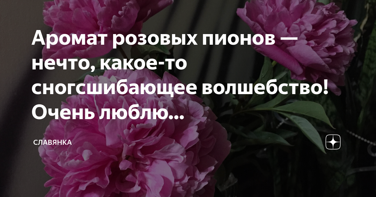 Пионы статус. Запах пионов. Витрина пионов. Чем пахнут пионы. Доброе утро пионы.