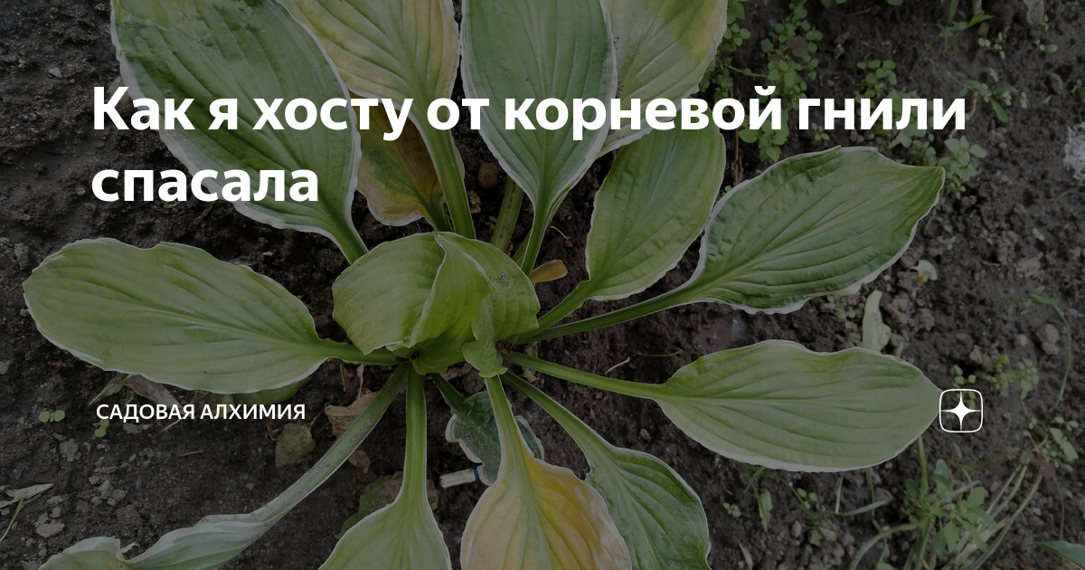 Как я хосту от корневой гнили спасала | Садовая Алхимия | Дзен