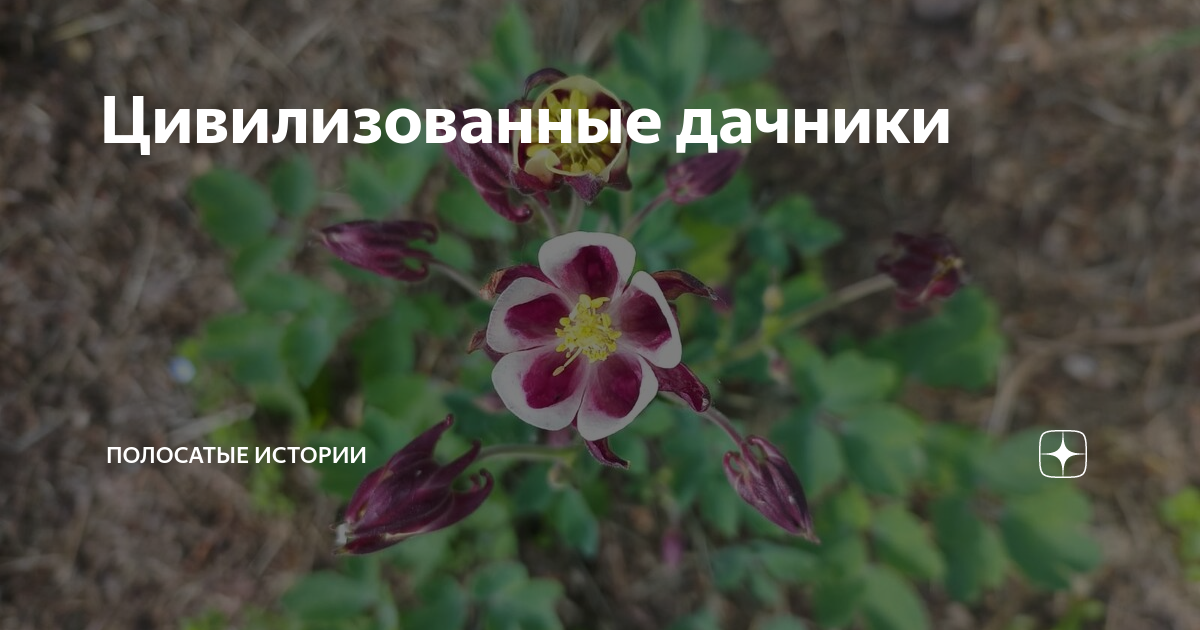 Цивилизованные дачники | Пионовое котоводство | Дзен