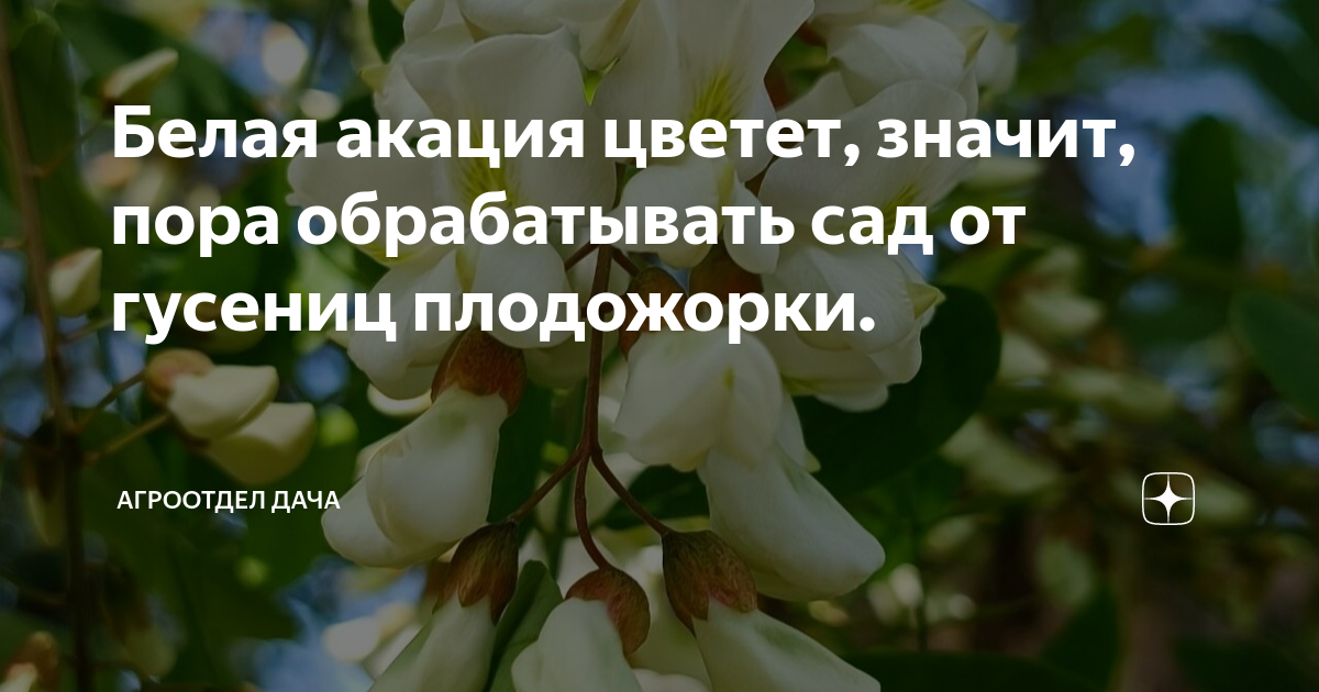 Что значит расцвел. Цветение акации обработка сада. во дворе цветет акация. зацвели в саду цветы акации. расцвела в саду акация у меня сегодня.