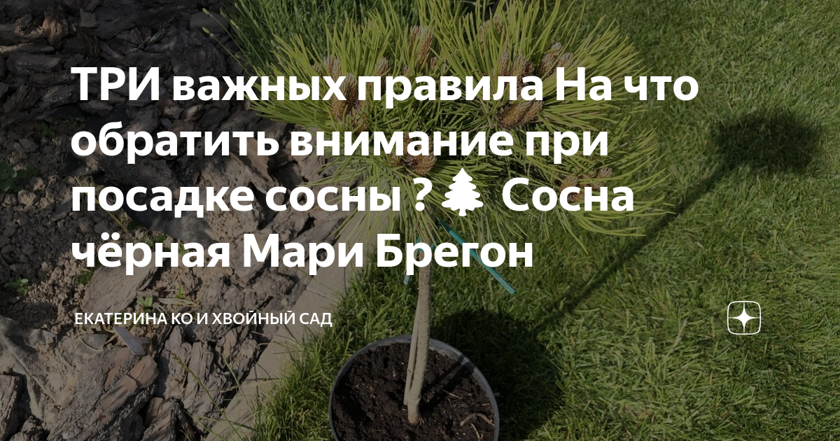 ТРИ важных правила На что обратить внимание при посадке сосны ?🌲 Сосна ...