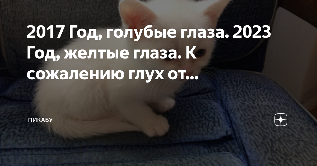 В оке не поймут