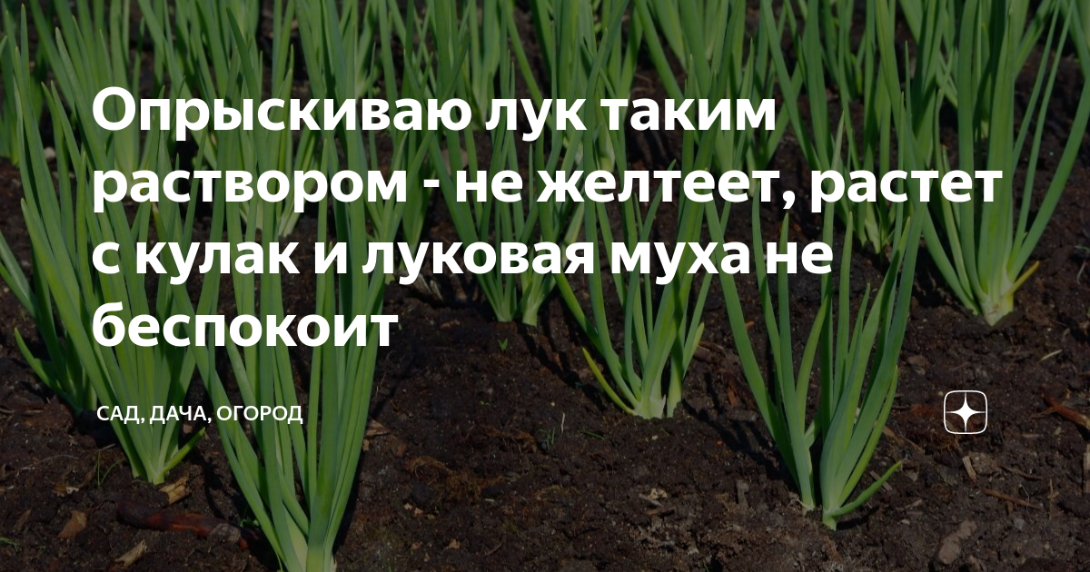 Соль от луковой мухи как поливать. Лук в огороде. Луковая Муха методы борьбы с ней эффективные на грядке. Луковая Муха меры борьбы. Луковая Муха методы борьбы.