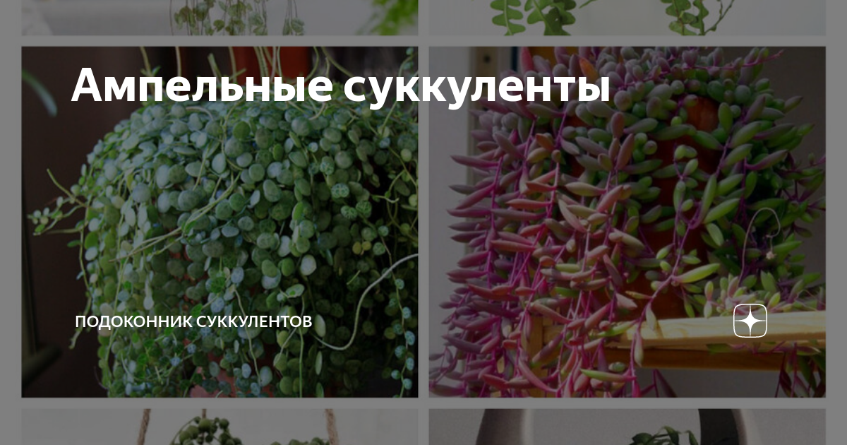 Ампельные суккуленты | Подоконник суккулентов | Дзен