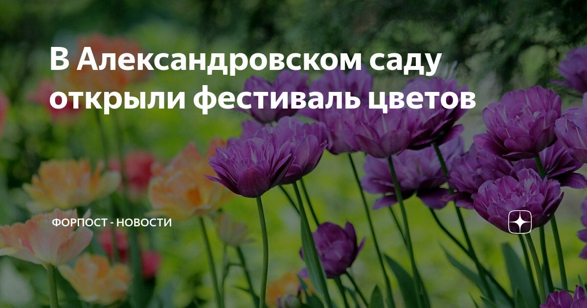 Фестиваль цветов в александровском саду. Тюльпаны в Аптекарском огороде 2022. Весенний фестиваль цветов Аптекарский огород. Будьте психически здоровы. Аптекарский огород весенние цветы.