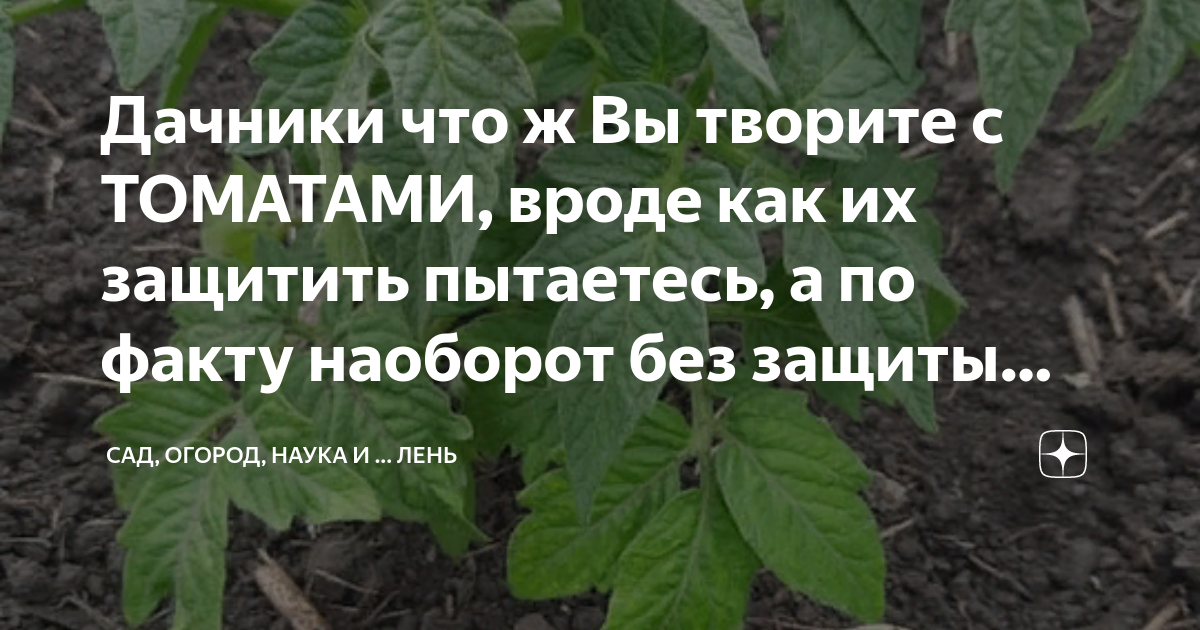 что ж вы творите