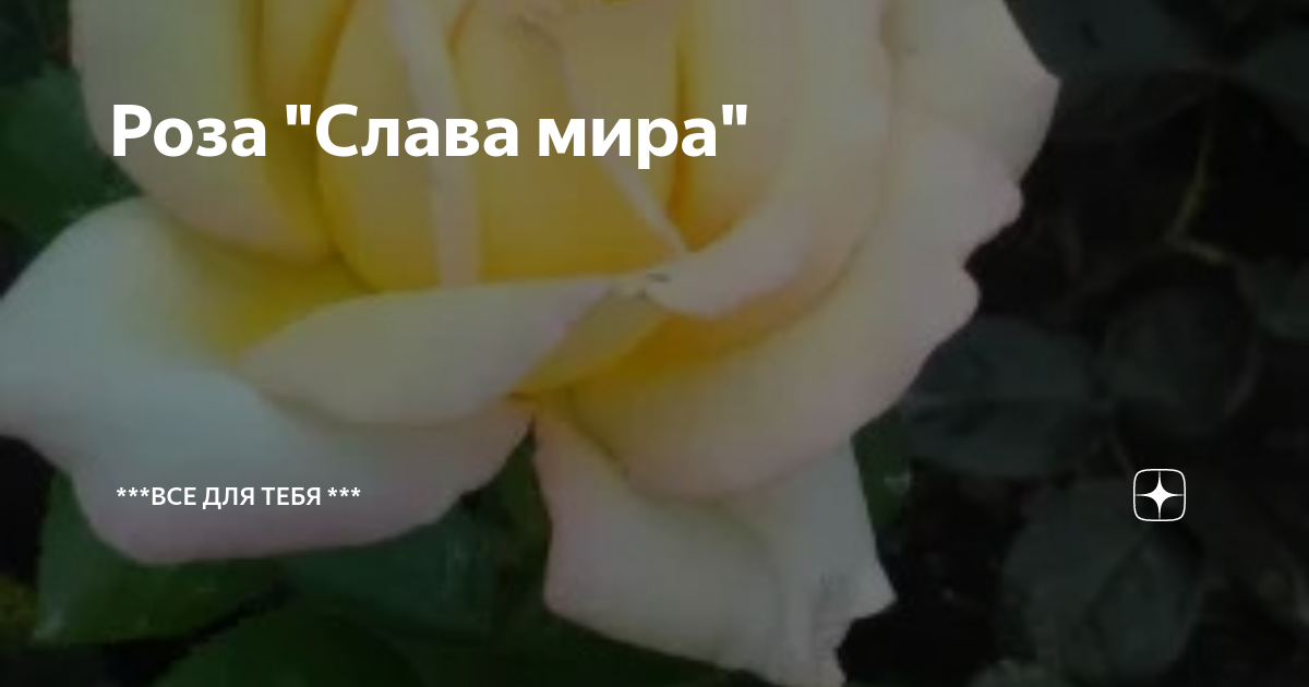 Розы :: Слава - Социальная сеть ФотоКто