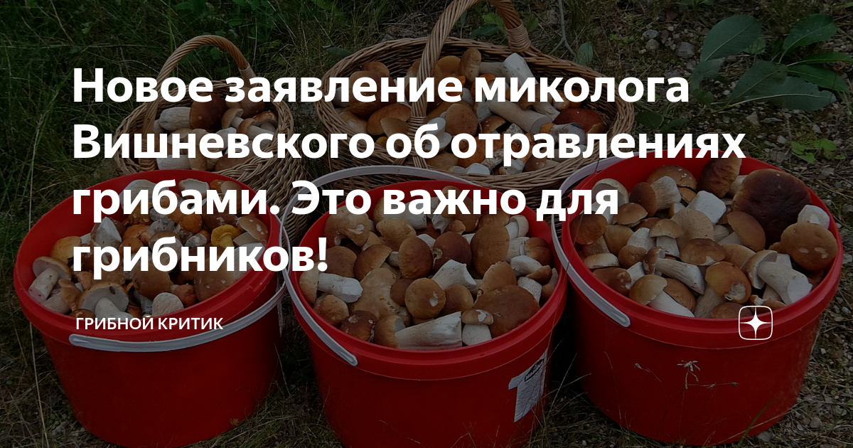 Новое заявление миколога Вишневского об отравлениях грибами. Это важно ...