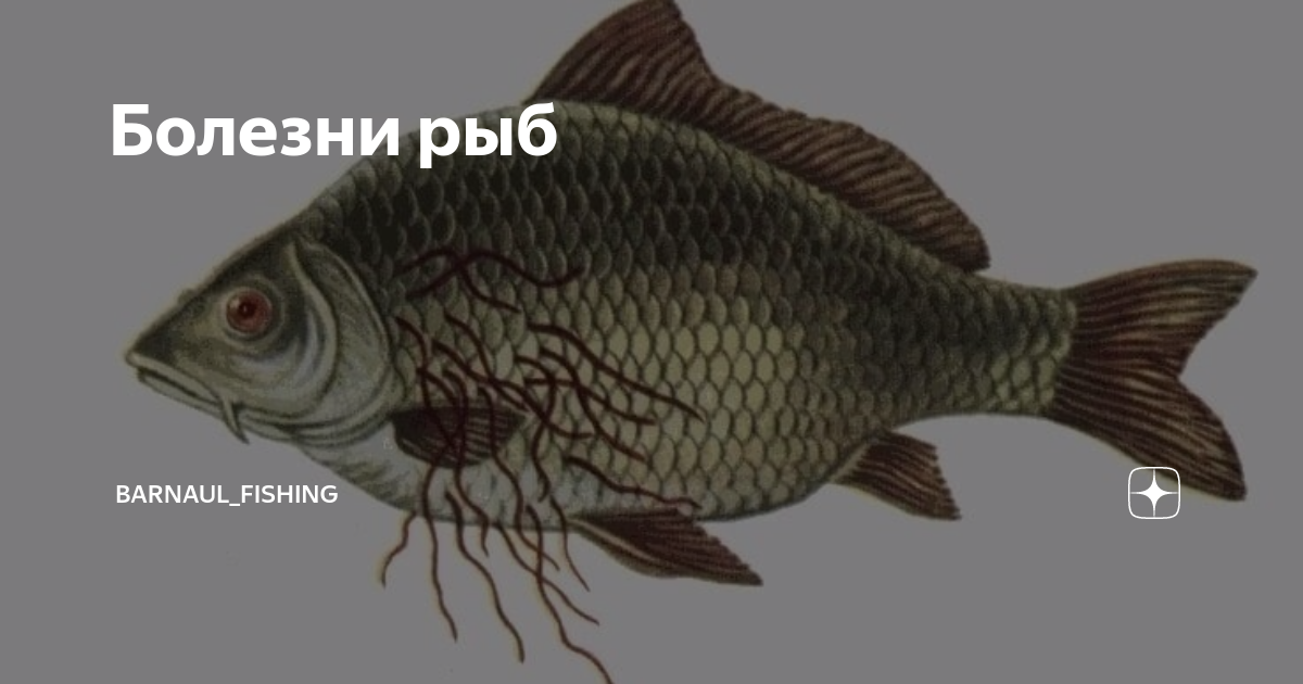Таблица аквариумных рыб. Ихтиоспоридиоз аквариумных рыб. Сапролегниоз аквариумных рыб. Таблица симптомов болезней аквариумных рыб. Заболевания аквариумных рыбок.