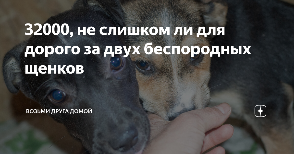 Возьми животных из приюта. Животных забирают домой из приюта. Возьми животное с улицы. Социальная реклама животных из приюта. Защита животных.