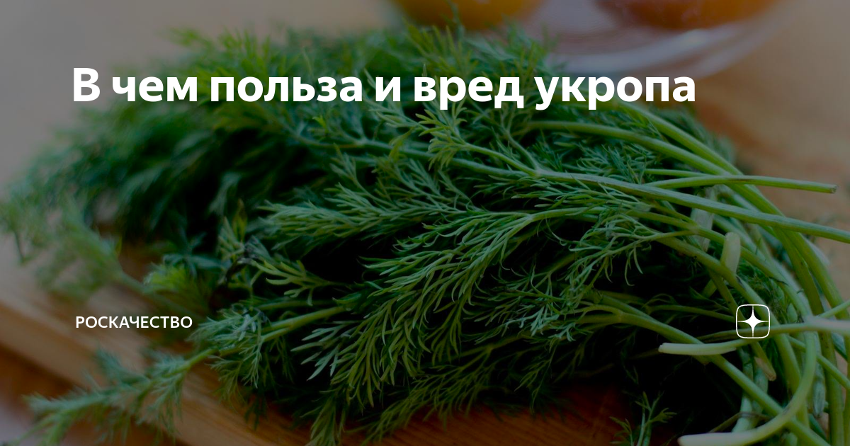 Укроп польза и вред для организма. Укроп вред. Укроп богатая минералами витаминами. Чем вреден укроп.