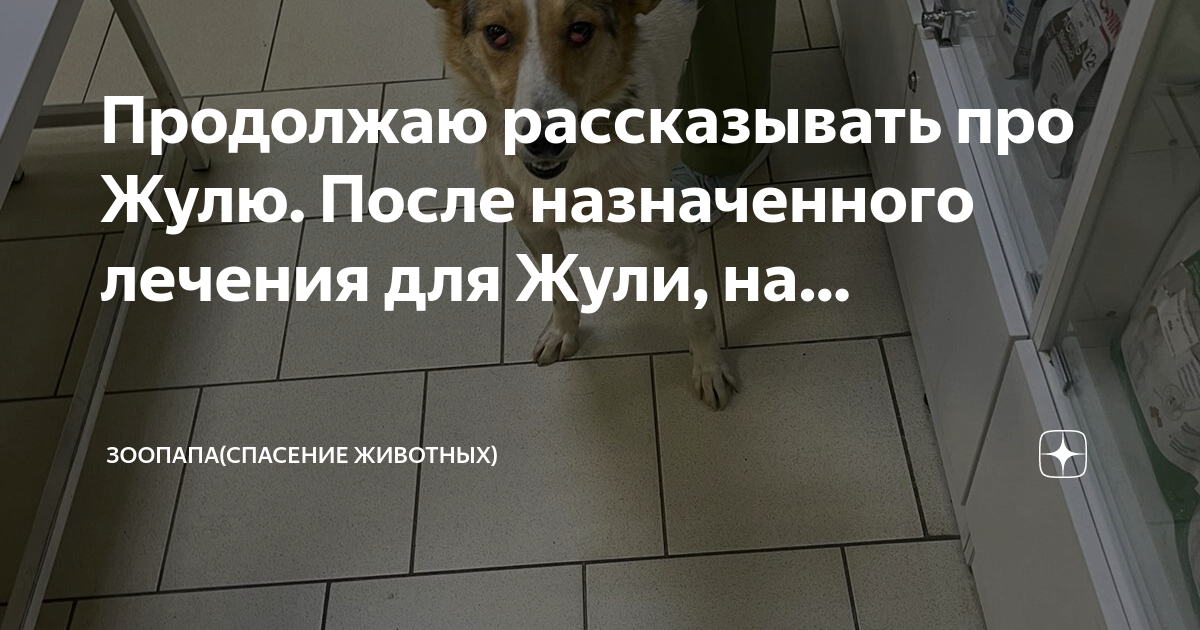 Зоопапа курск спасение животных. Зоопапа курск спасение животных. Зоопапа курск спасение животных. Зоопапа курск спасение животных. Зоопапа курск спасение животных.