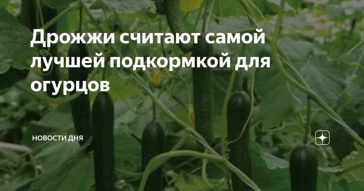 Дрожжи считают самой лучшей подкормкой для огурцов | Интересное и ...