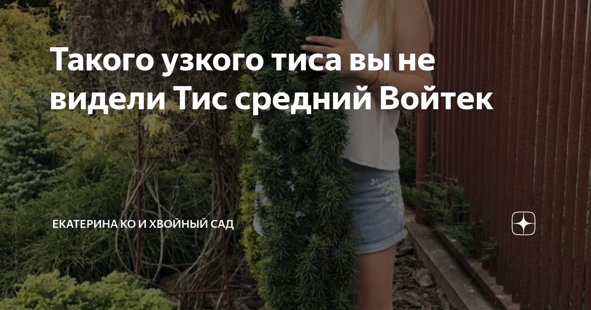 Такого узкого тиса вы не видели Тис средний Войтек | Екатерина Ко и ...