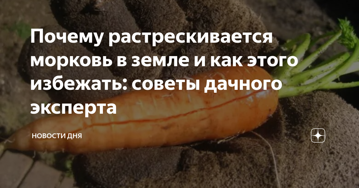 Почему морковь трескается в земле на грядке и как избежать этой проблемы