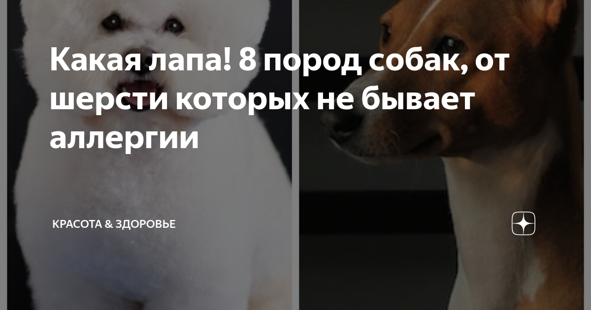 Шерсть на которую нет аллергии