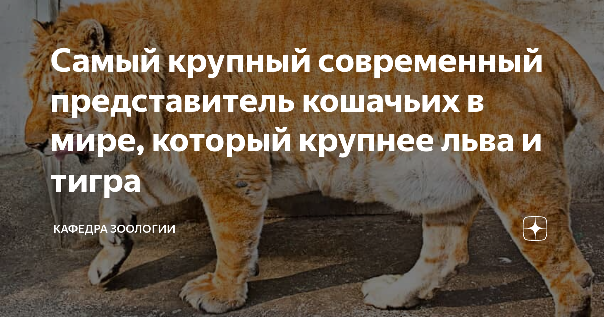 песня про льва и тигра