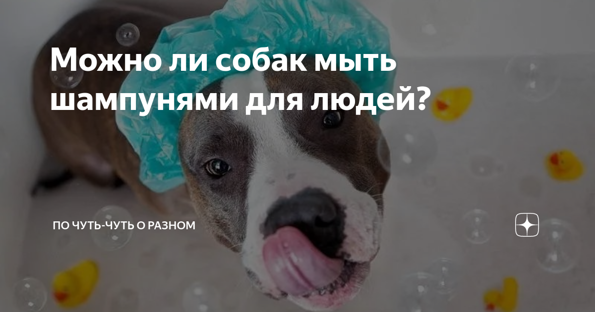 Можно мыть собаку шампунем для людей. Можно мыть собаку шампунем для людей. Гигиена собак. Можно мыть собаку шампунем для людей. Можно мыть собаку шампунем для людей.