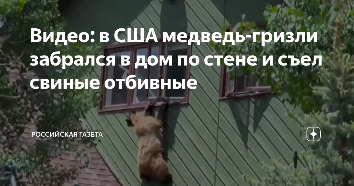 Медведь заглядывает в окно. Медведь лезет в дом. В мотыгинском районе убили медведя. Медведь забрался в дом. Медведь забрался в дом.