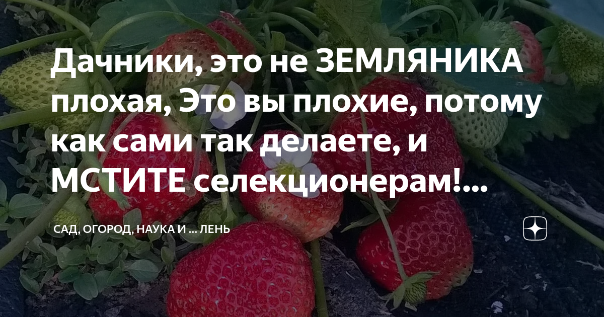 Дачники, это не ЗЕМЛЯНИКА плохая, Это вы плохие, потому как сами так ...