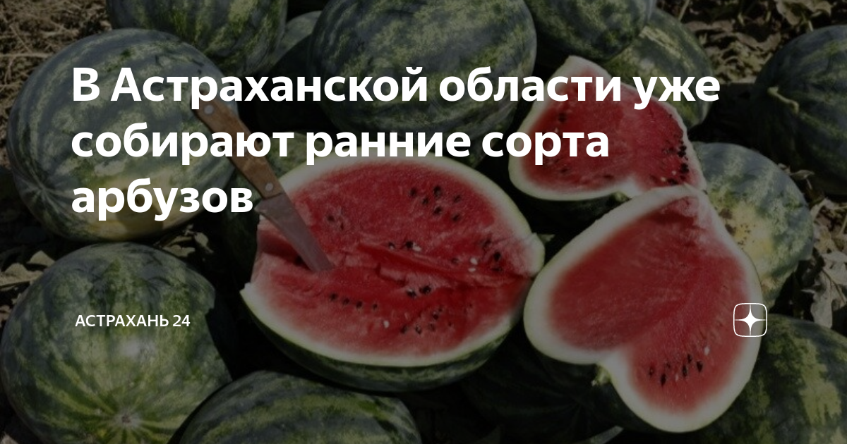 Вопреки расхожего мнения астраханский арбуз Вопреки расхожего мнения астраханский арбуз