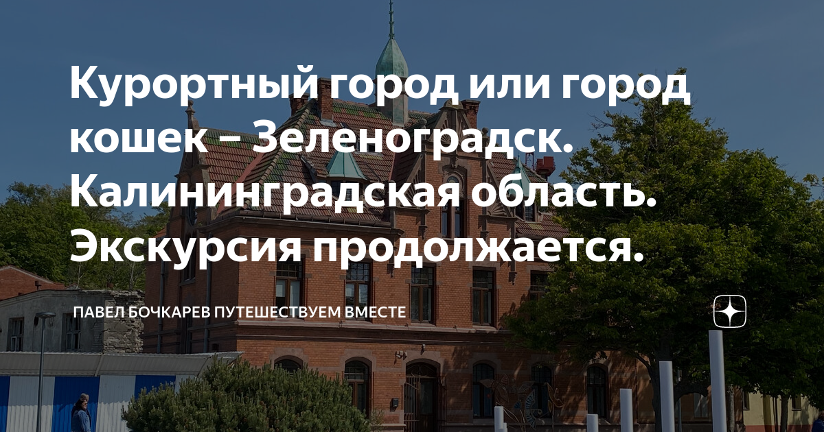 зеленоградск город кошек в россии