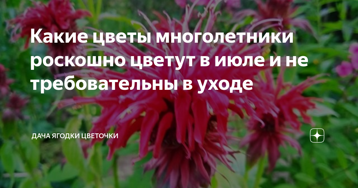 Какие цветы многолетники роскошно цветут в июле и не требовательны в ...