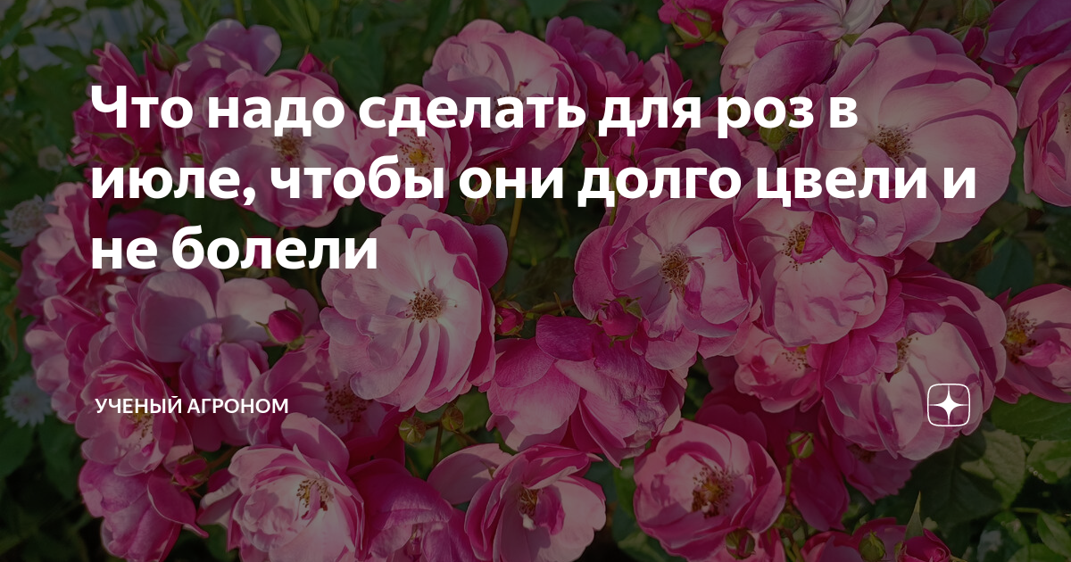 Что надо сделать для роз в июле, чтобы они долго цвели и не болели ...