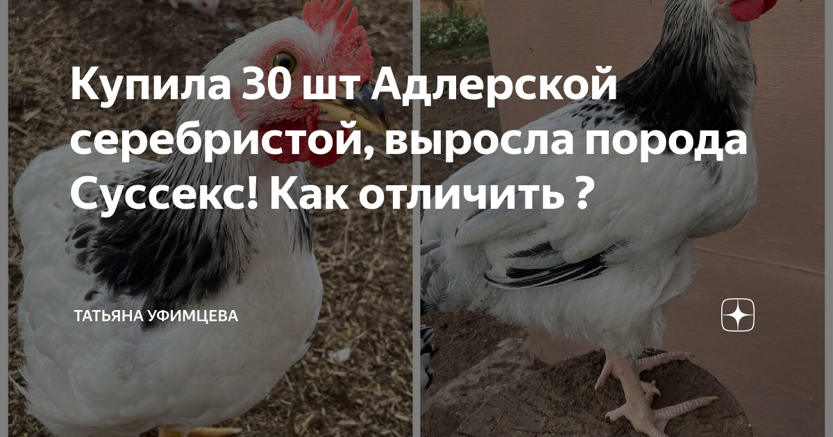 Куры Суссекс: описание, характеристики продуктивности породы