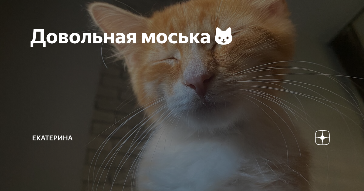 Рыжая моська