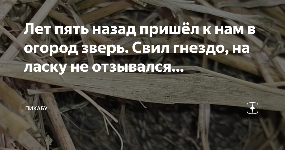 Лет пять назад пришёл к нам в огород зверь. Свил гнездо, на ласку не ...