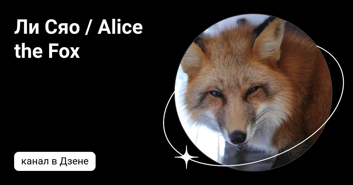 Лиса дзен канал. Лисы для медитаций. Лис дзен. Лиса медитация. Лиса дзен канал.