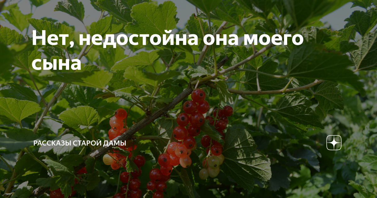 Нет, недостойна она моего сына | Рассказы старой дамы | Дзен