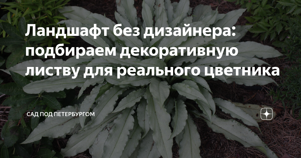 Ландшафт без дизайнера: подбираем декоративную листву для реального ...