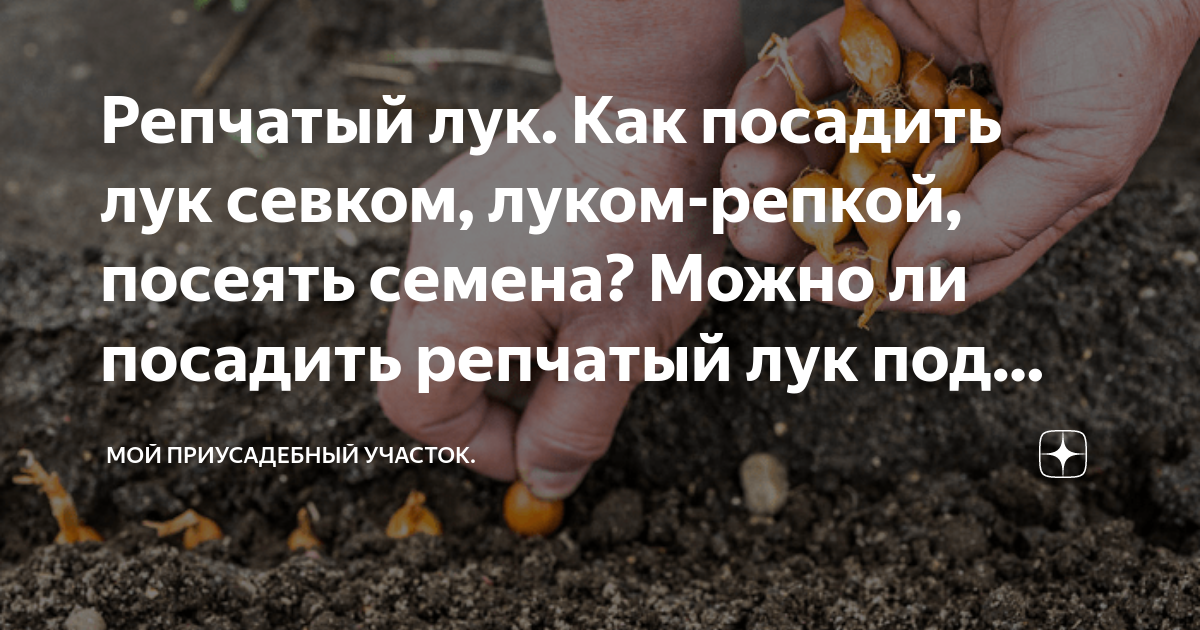 До какого можно сажать лук на репку До какого можно сажать лук на репку