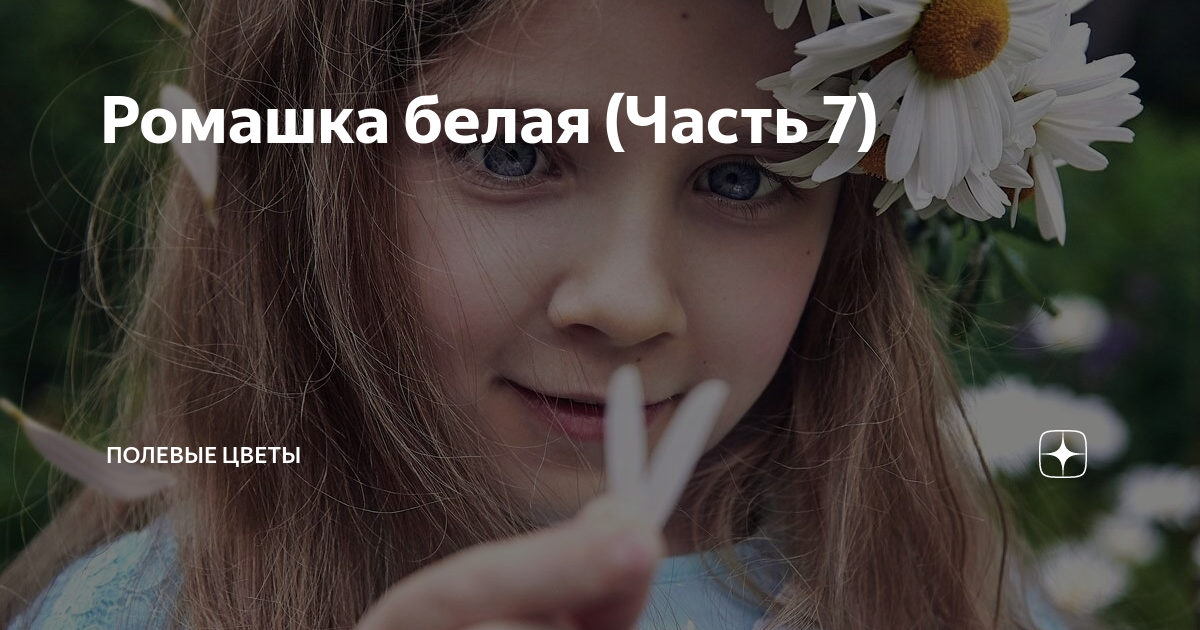 Ромашка белая (Часть 7) | Полевые цветы | Дзен