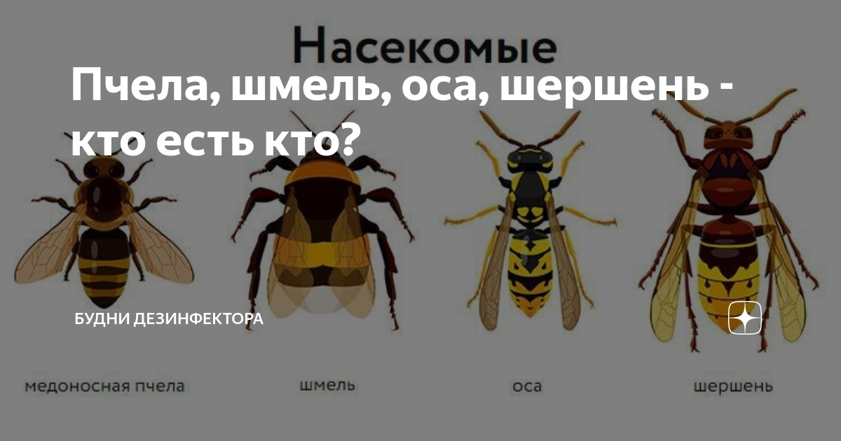 Чем отличаются оса, пчела, шмель и шершень?
