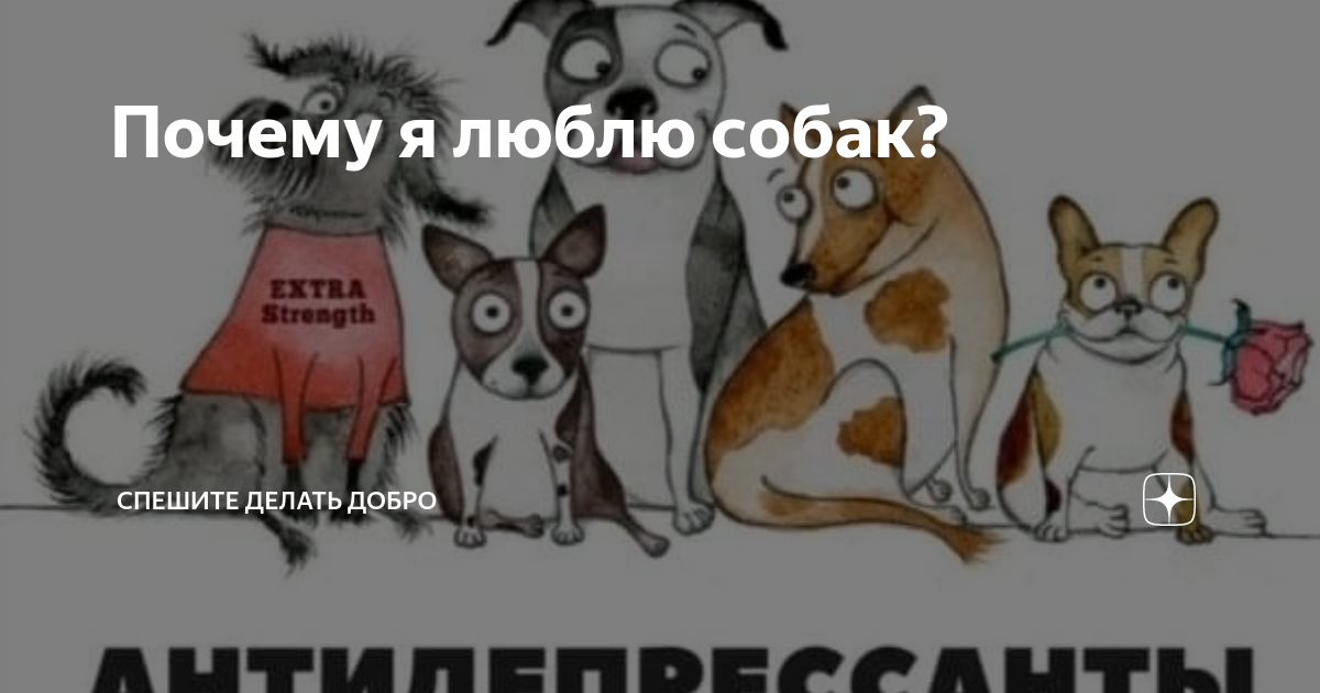 Почему я люблю собак? | Спешите делать Добро | Дзен
