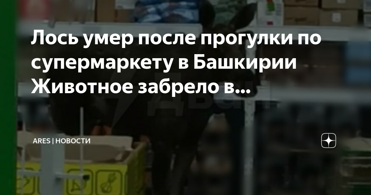 Дзен новости сегодня сейчас последние. Дзен новости сегодня последние. Дзен новости читать ленту новостей на сегодня.