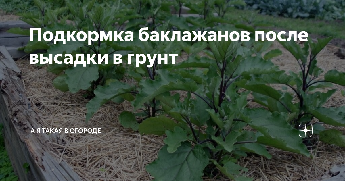 Подкормка баклажанов в теплице после высадки. Подкормка баклажанов в открытом грунте. Схема подкормки баклажан. Первая подкормка для баклажан после высадки в теплице. Подкормка баклажанов в теплице.