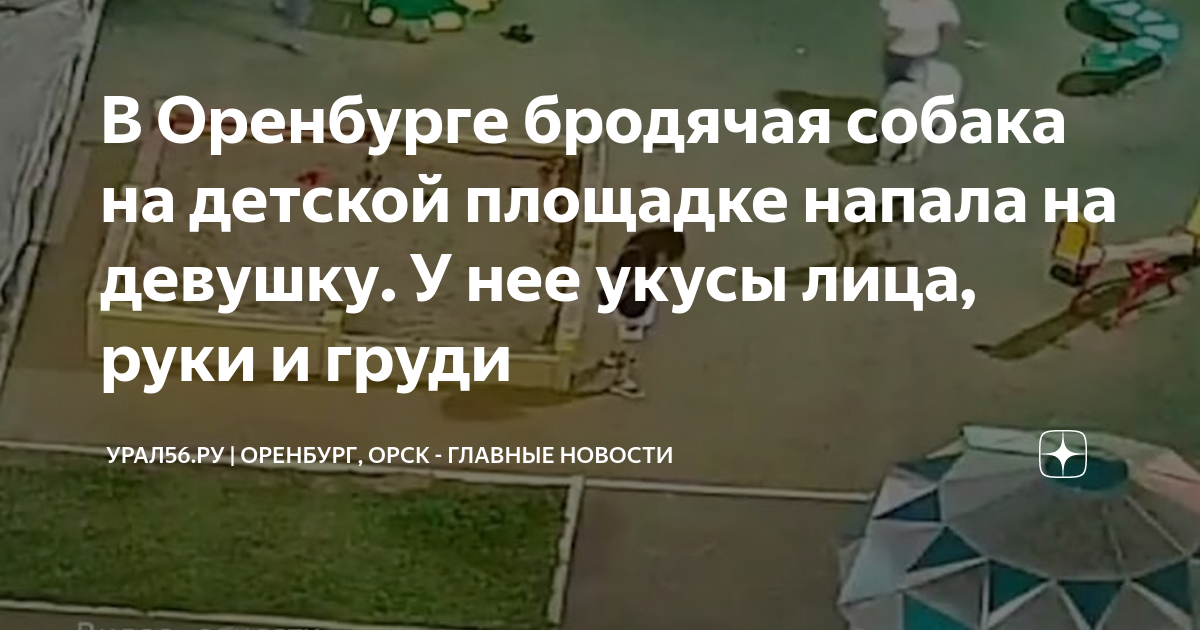 В Оренбурге бродячая собака на детской площадке напала на девушку. У ...