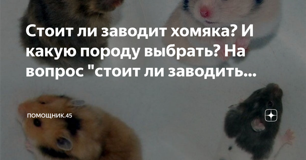 стоит ли заводить хомяка