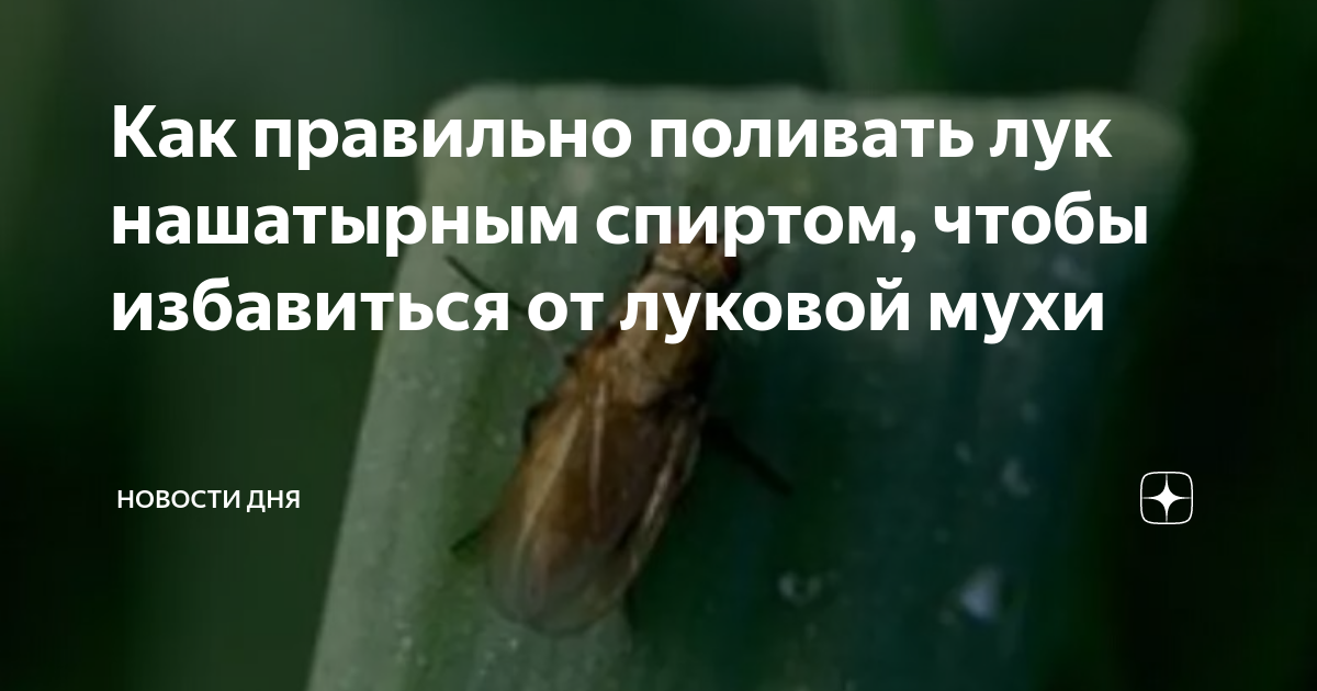 как сделать так чтобы не плакать от лука