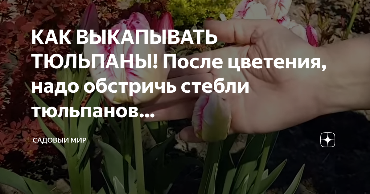 Нужно выкапывать тюльпаны после цветения каждый год. Выкапывают тюльпаны. Выкапываем тюльпаны после цветения. Надо ли выкапывать тюльпаны после цветения в открытом грунте. Когда выкапывать тюльпаны после цветения в открытом грунте на Урале.