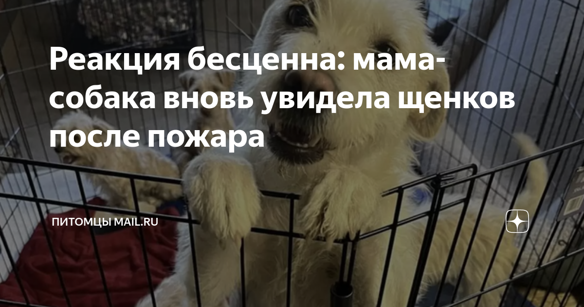 Реакция бесценна: мама-собака вновь увидела щенков после пожара ...