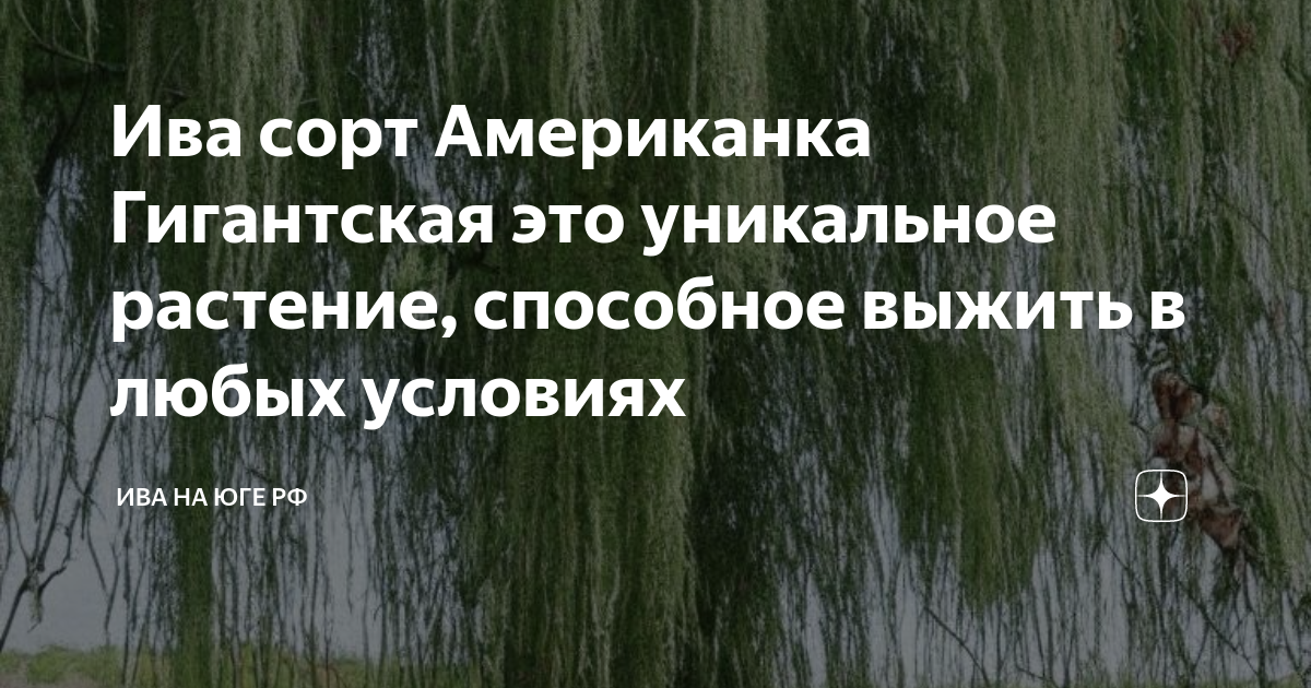 Ива американка описание. Ива сорт американка. Ивы сортовой американка гигантская. Ива американка гигантская описание сорта. Ива сорт американка фото.